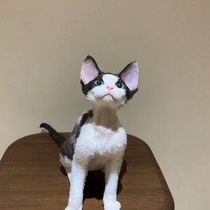 Devon Rex Cats Looking for Homes