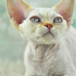 Devon Rex Cats Near Me