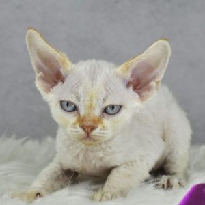 Devon Rex Cats Seeking Forever Homes