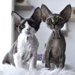 Devon Rex Companion Cats