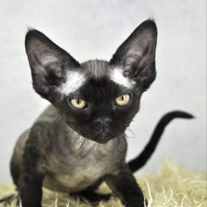 Devon Rex Kittens Ready for Adoption