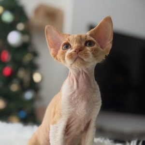 Devon Rex Pet Cats