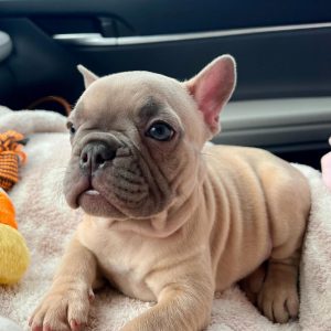 French Bulldog Adoption
