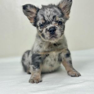 French Bulldog Dog Rescue