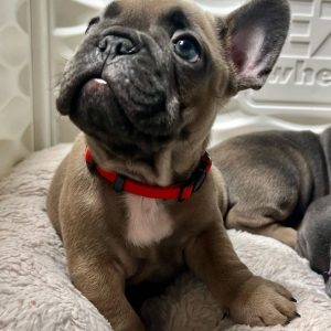 French Bulldog Dogs USA