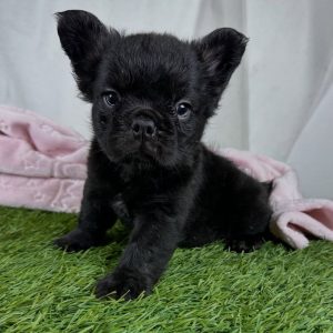 French Bulldog Forever Home