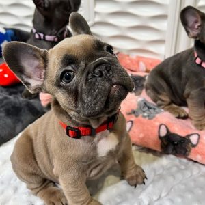 French Bulldog Near Me