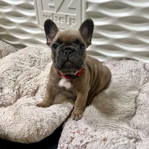 French Bulldog Puppies USA
