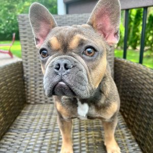French Bulldog Puppy Rescue
