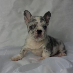 French Bulldog Rehoming