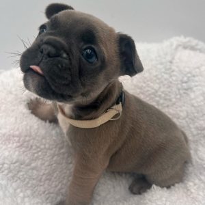 French Bulldog Rescue