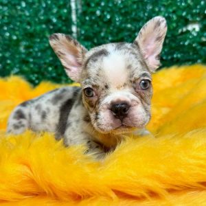French Bulldog Rescue Near Me