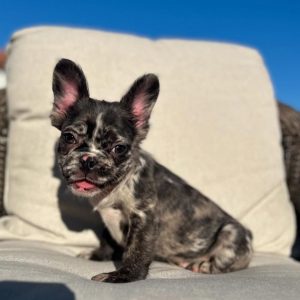 French Bulldog Rescue USA