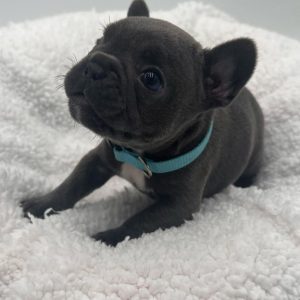French Bulldogs Looking for Homes