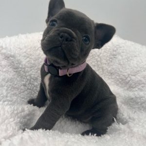 French Bulldogs Ready for Adoption