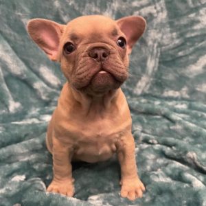 French Bulldogs for Adoption