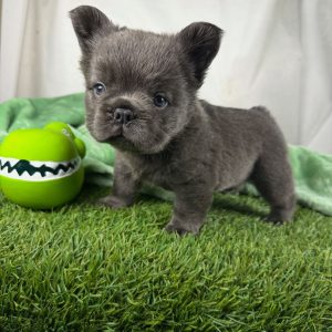 French Bulldogs for Rehoming