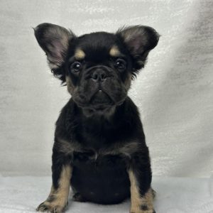 French Bulldogs for Rescue