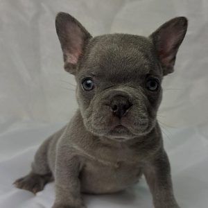 Frenchie Rehoming