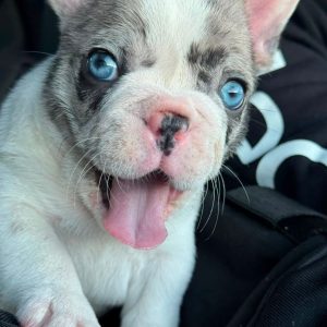 Frenchie Rehoming USA