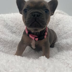 Frenchie Rescue