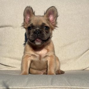 Frenchie Rescue Near Me