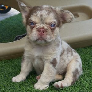 Frenchie Rescue and Rehoming