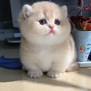 Munchkin Cat Rescue