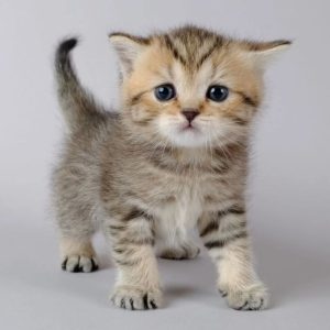 Munchkin Cats Looking for Homes
