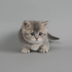 Munchkin Cats USA
