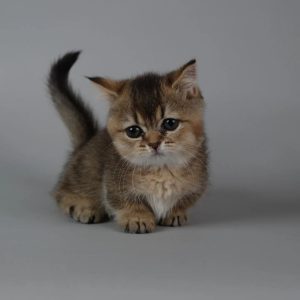 Munchkin Cats for Adoption