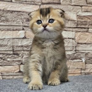 Munchkin Companion Cats