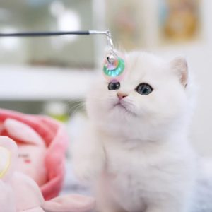 Munchkin Kitten Adoption