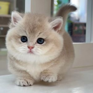 Munchkin Kitten Rescue