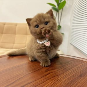 Munchkin Kitten Rescue Near Me