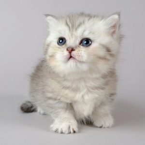 Munchkin Kittens Available