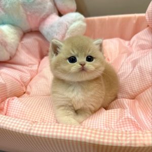 Munchkin Kittens Available for Adoption