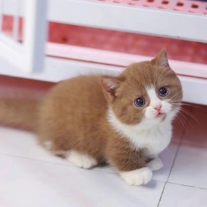 Munchkin Kittens Rescue