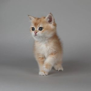 Munchkin Kittens USA