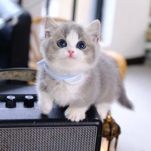Munchkin Kittens for Adoption