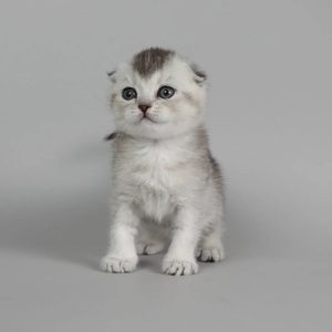 Munchkin Pet Cats