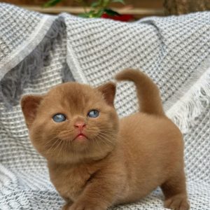 Munchkin Rescue