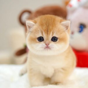 Munchkin Rescue Kittens for Adoption