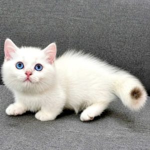 Munchkin Rescue Near Me