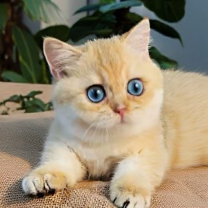 Munchkin Rescue USA