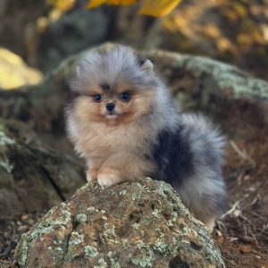 Pomeranian Dogs Rescue