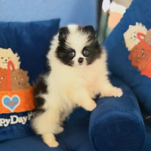 Pomeranian Dogs for Adoption