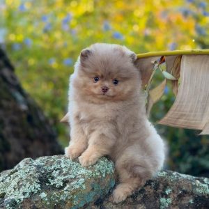 Pomeranian Puppies Available for Adoption