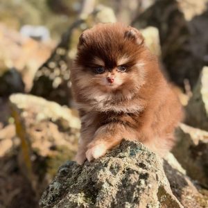 Pomeranian Puppies Looking for Homes