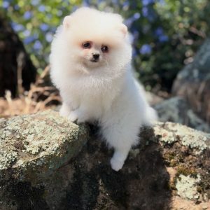 Pomeranian Puppies Rescue
